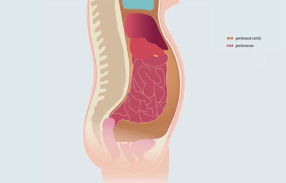 Schematic illustration of abdomen